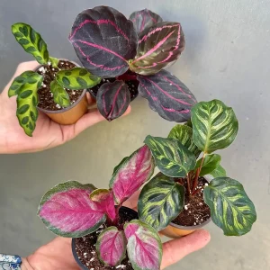 Calathea Prayer Plants Assorted Set of 4 Live Indoor Pet-Friendly Foliage - Image 7