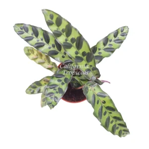 Calathea Rattlesnake Lancifolia Live Plant – 4 inch Pot – Indoor - Image 2