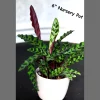 Calathea Rattlesnake Live Plant - Indoor Air Purifier Houseplant - 2-6 inch Pot - Image 1