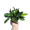 Calathea Rattlesnake Plant Live Plant – 2 inch Pot – Air Purifier Houseplant - Image 1