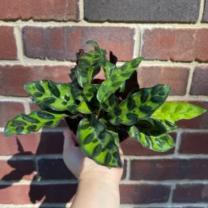 Calathea Rattlesnake Plant Live Plant – 2 inch Pot – Air Purifier Houseplant - Image 4