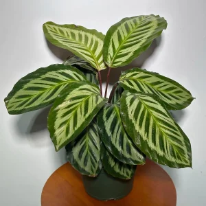 Calathea Roseopicta Cora Live Plant - Prayer Plant - 6 inch Grow Pot - Indoor Tropical Houseplant - Image 4