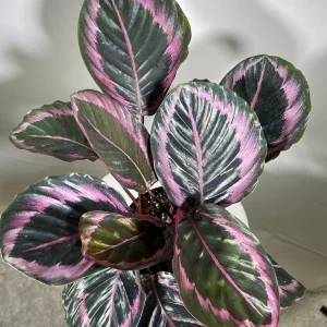 Calathea Roseopicta Dottie Live Plant 4 inch Pot - Rose Painted Calathea Indoor - Image 2