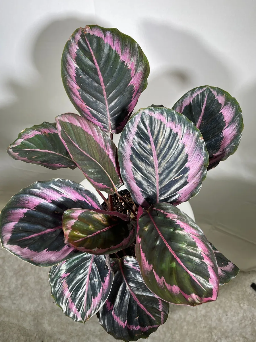 Calathea Roseopicta Dottie Live Plant 4 inch Pot - Rose Painted Calathea Indoor - Image 2