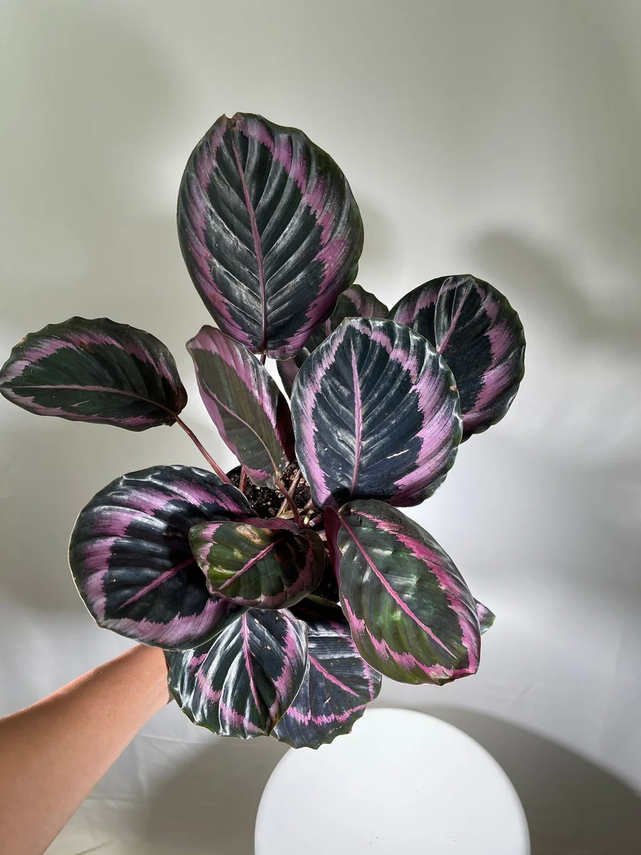 Calathea Roseopicta Dottie Live Plant 4 inch Pot - Rose Painted Calathea Indoor - Image 4