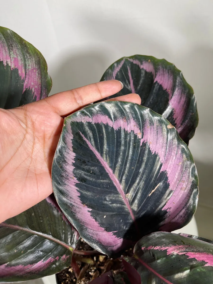 Calathea Roseopicta Dottie Live Plant 4 inch Pot - Rose Painted Calathea Indoor - Image 5