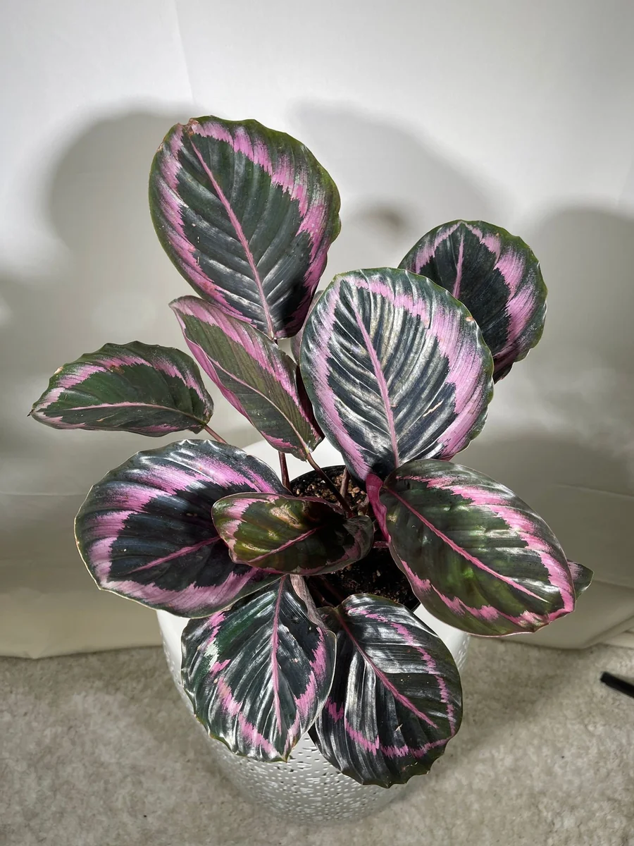 Calathea Roseopicta Dottie Live Plant 4 inch Pot - Rose Painted Calathea Indoor - Image 6
