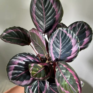 Calathea Roseopicta Dottie Live Plant 4 inch Pot - Rose Painted Calathea Indoor - Image 7