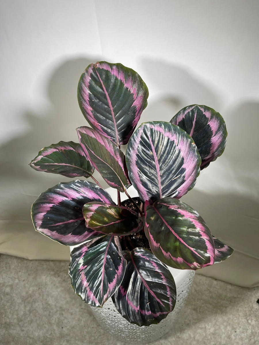 Calathea Roseopicta Dottie Live Plant 4 inch Pot - Rose Painted Calathea Indoor - Image 8