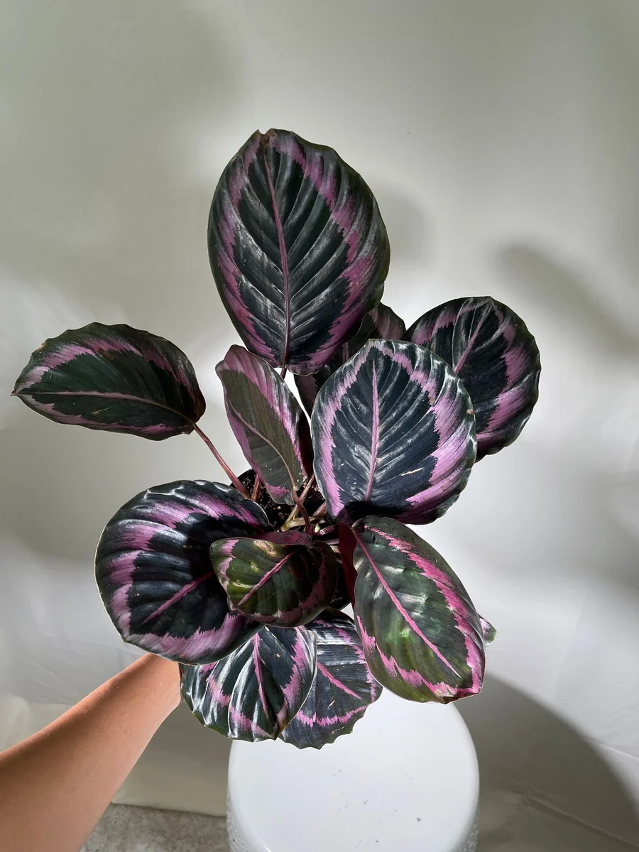 Calathea Roseopicta Dottie Live Plant 4 inch Pot - Rose Painted Calathea Indoor - Image 1