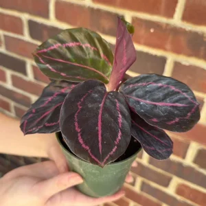 Calathea Roseopicta Dottie Live Plant – 4