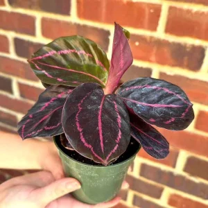 Calathea Roseopicta Dottie Live Plant – 4
