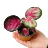 Calathea Rosy Live Plant - 2 inch Nursery Pot - Easy Care Indoor Houseplant - Image 1