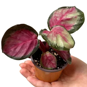 Calathea Rosy Live Plant - 2 inch Nursery Pot - Easy Care Indoor Houseplant - Image 2