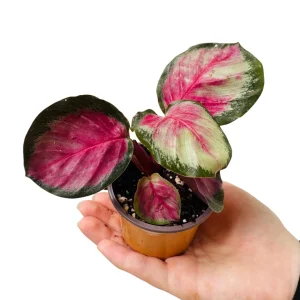 Calathea Rosy Live Plant - 2 inch Nursery Pot - Easy Care Indoor Houseplant - Image 1