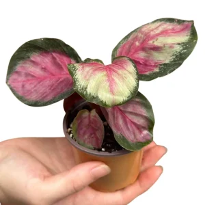 Calathea Rosy Live Plant - 2 inch Nursery Pot - Easy Care Indoor Houseplant - Image 4