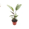 Calathea Setosa Grey Star Live Plant – 4 inch Pot – Indoor Foliage - Image 1