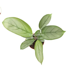 Calathea Setosa Grey Star Live Plant – 4 inch Pot – Indoor Foliage - Image 2