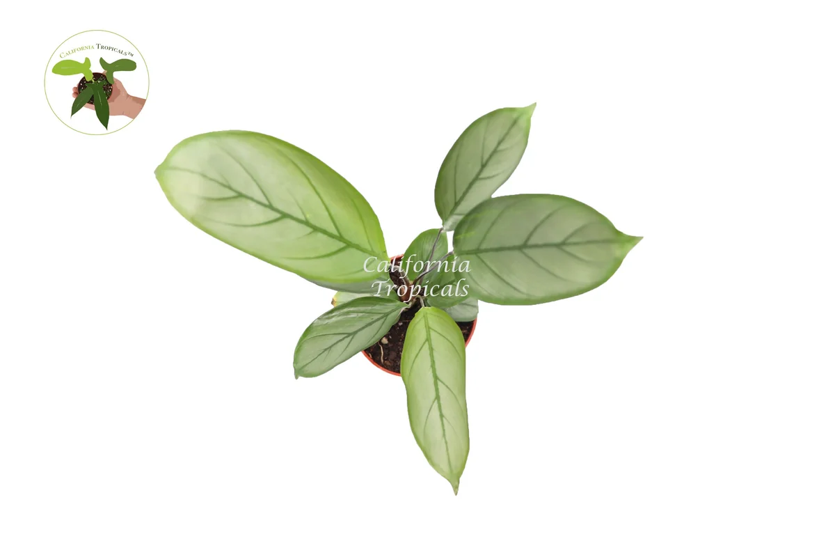 Calathea Setosa Grey Star Live Plant – 4 inch Pot – Indoor Foliage - Image 2