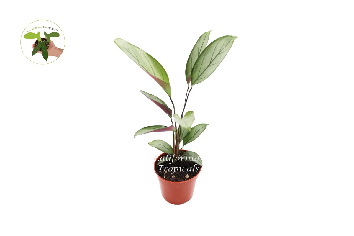 Calathea Setosa Grey Star Live Plant – 4 inch Pot – Indoor Foliage - Image 1