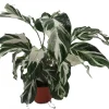 Calathea Stella Prayer Plant Live Plant – 4 inch Pot – Indoor Houseplant - Image 1