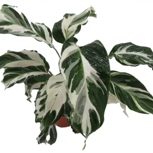 Calathea Stella Prayer Plant Live Plant – 4 inch Pot – Indoor Houseplant - Image 2