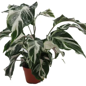Calathea Stella Prayer Plant Live Plant – 4 inch Pot – Indoor Houseplant - Image 3
