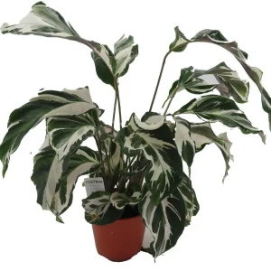 Calathea Stella Prayer Plant Live Plant – 4 inch Pot – Indoor Houseplant - Image 4