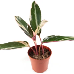 Calathea Triostar Live Plant – 4 inch Pot – Indoor Tropical Foliage - Image 1