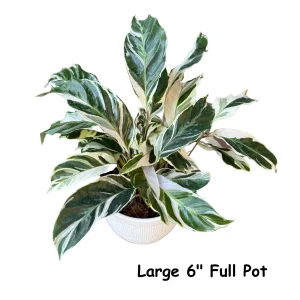 Calathea White Fusion Live Plant – 6 Inch Grow Pot – Variegated Houseplant Indoor - Image 1