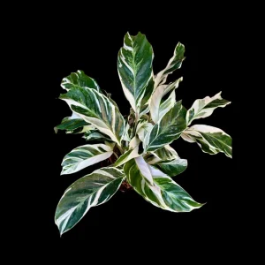 Calathea White Fusion Live Plant – 6 Inch Grow Pot – Variegated Houseplant Indoor - Image 4