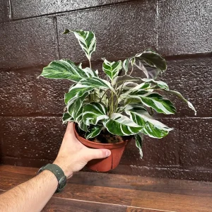 Calathea White Fusion Live Plant 6 inch Nursery Pot - Variegated Indoor - Image 2