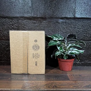 Calathea White Fusion Live Plant 6 inch Nursery Pot - Variegated Indoor - Image 7