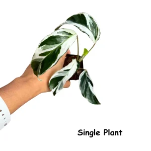 Calathea White Fusion Live Plant – Variegated Houseplant – 6 inch Nursery Pot - Image 5