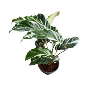 Calathea White Fusion Live Plant – Variegated Houseplant – 6 inch Nursery Pot - Image 8