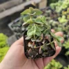 Calico Kitten Crassula Trailing Succulent Live Plant – 2 inch Pot - Image 1
