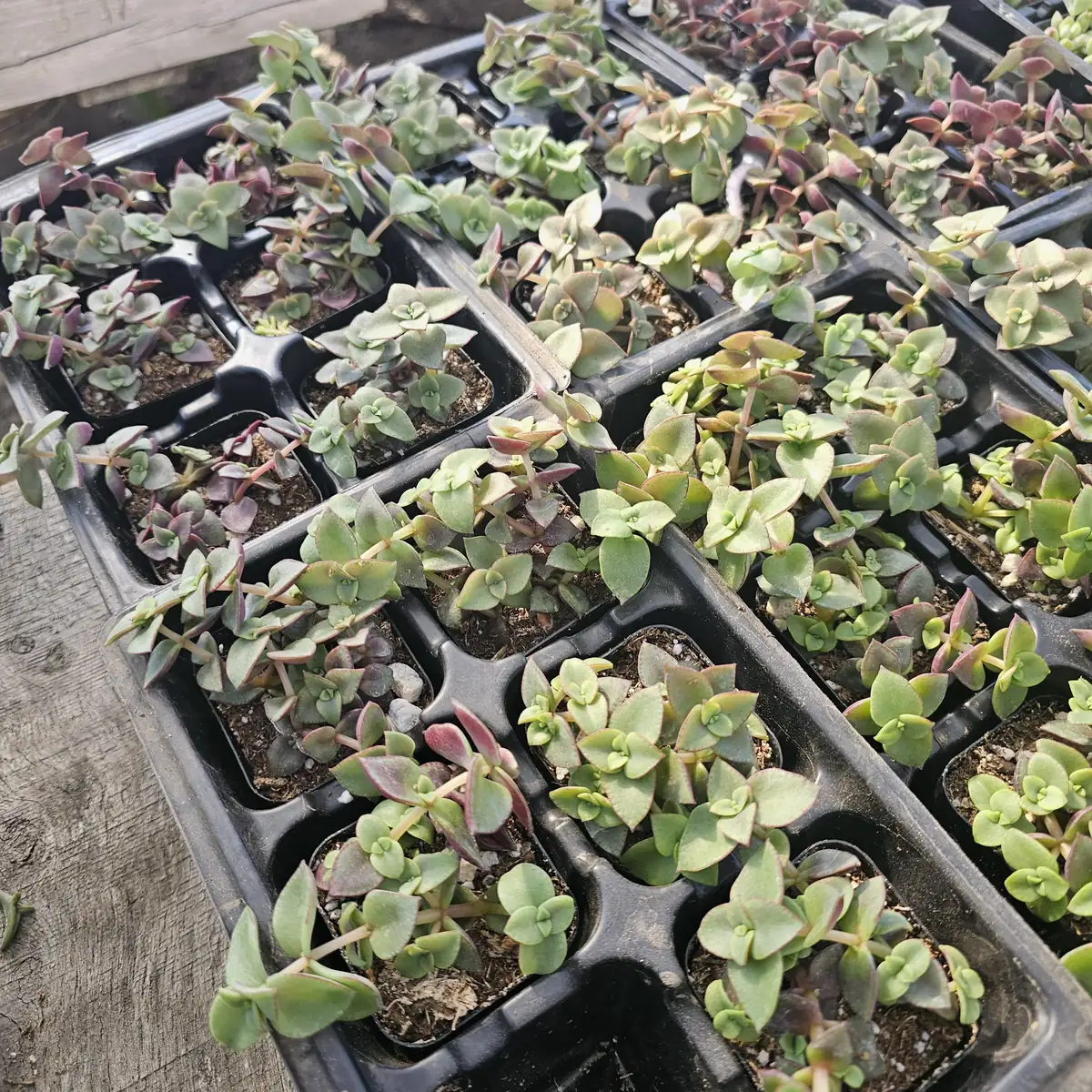 Calico Kitten Crassula Trailing Succulent Live Plant – 2 inch Pot - Image 2