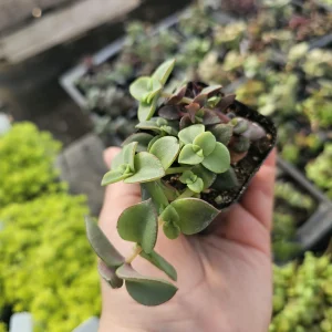 Calico Kitten Crassula Trailing Succulent Live Plant – 2 inch Pot - Image 3