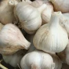 California Softneck Garlic Bulbs - 6 Count - Fall & Spring Planting - Image 1