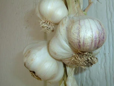 California Softneck Garlic Bulbs - 6 Count for Fall & Spring Planting - Image 2