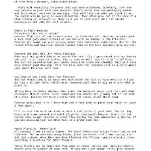 Callie's Memory Itoh Peony Bareroot Plant - Zone 4-9 - Large 6