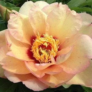 Callie's Memory Itoh Peony Bareroot Plant - Zone 4-9 - Large 6