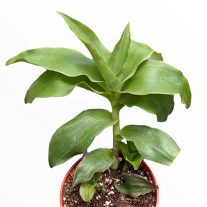 Callisia fragrans 'Basket Plant' Succulent Live Plant - Easy Care Houseplant - Image 2