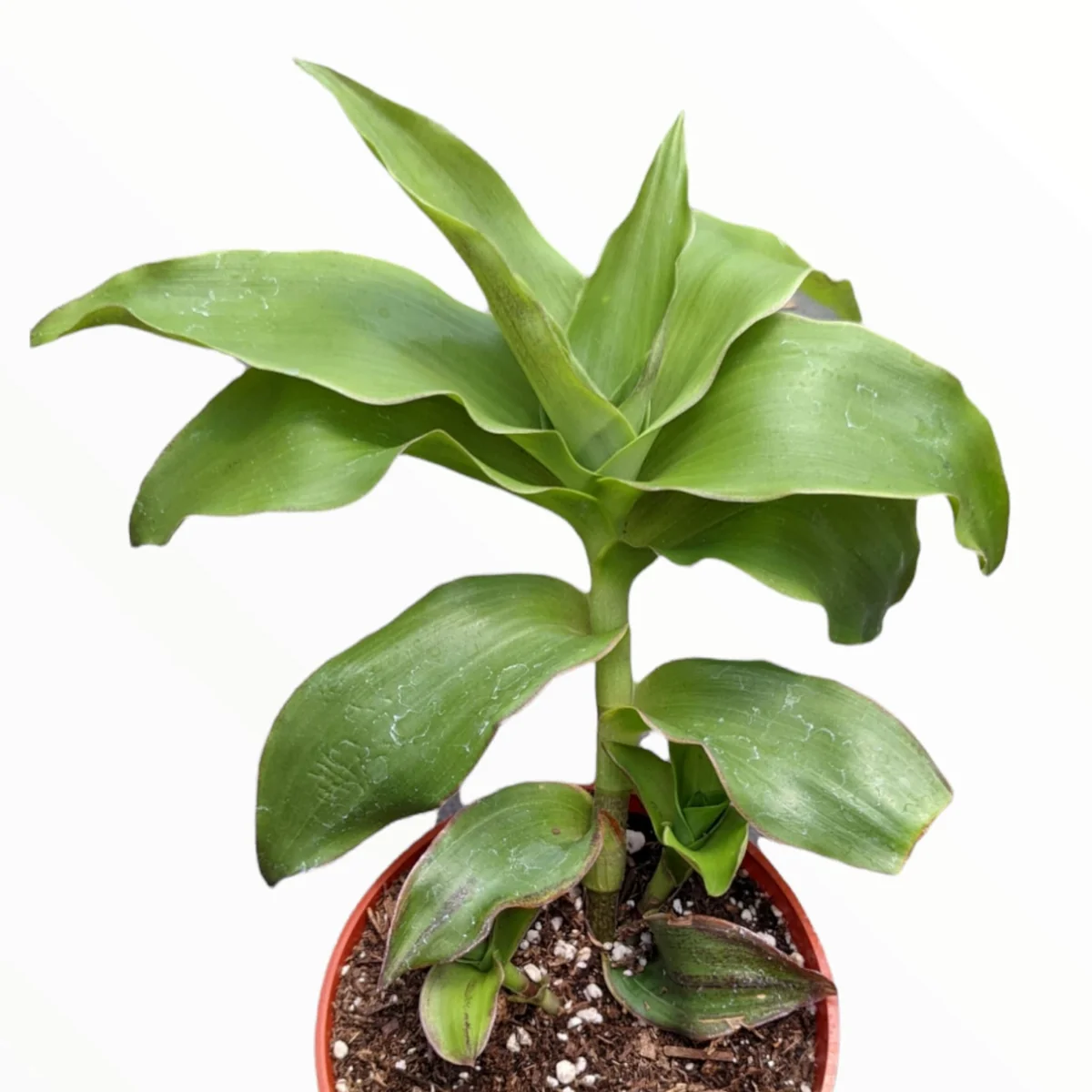 Callisia fragrans 'Basket Plant' Succulent Live Plant - Easy Care Houseplant - Image 2