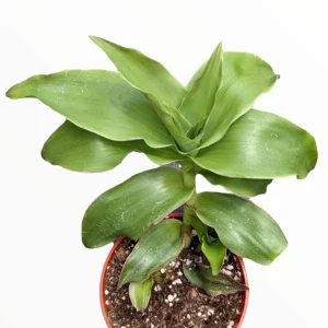 Callisia fragrans 'Basket Plant' Succulent Live Plant - Easy Care Houseplant - Image 1