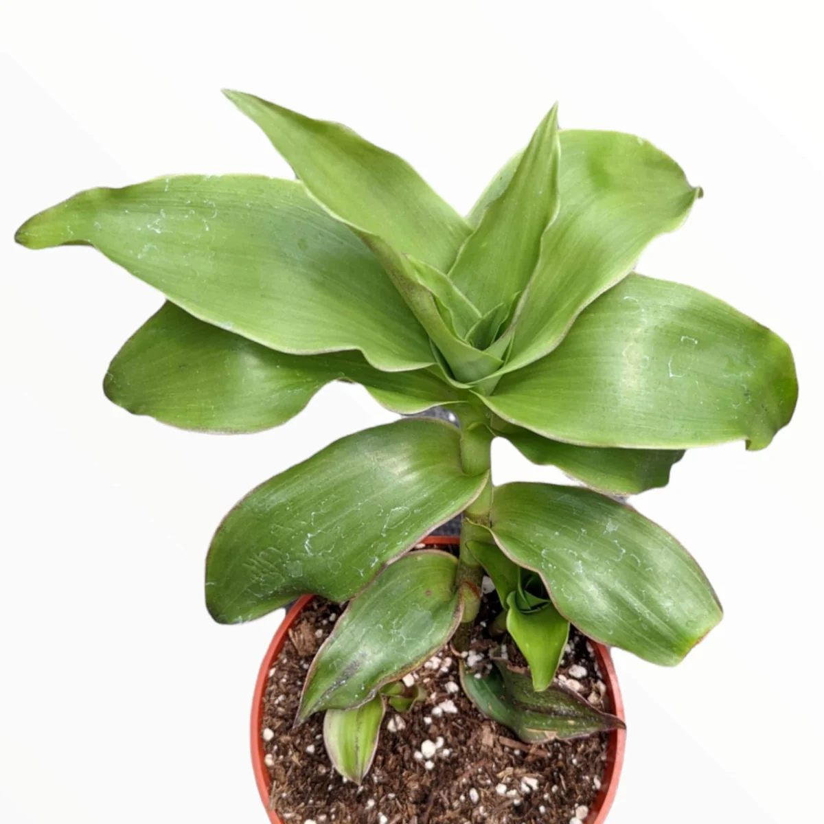 Callisia fragrans 'Basket Plant' Succulent Live Plant - Easy Care Houseplant - Image 1