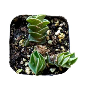 Callisia navicularis 'Chain Plant' Live Succulent - Easy Care Houseplant - Image 1