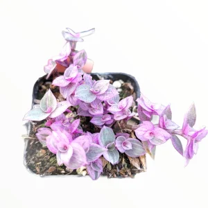 Callisia Pink Panther Live Plant - Miniature Wandering Dude Houseplant - Image 2