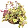 Callisia Repens Golden Live Plant – Miniature Wandering Dude Succulent - Image 1