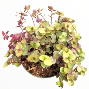 Callisia Repens Golden Live Plant – Miniature Wandering Dude Succulent - Image 2